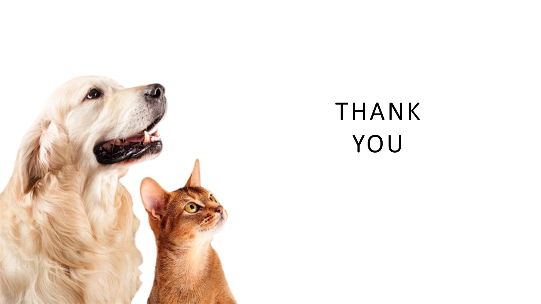 Pet Training Products 项目图 24